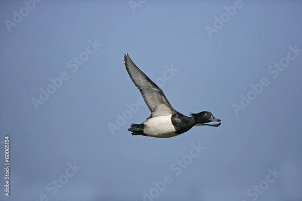 Fototapeta Tufted duck,  Aythya fuligula