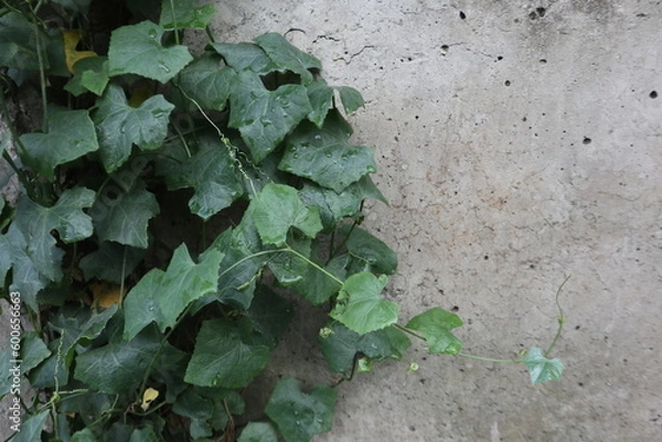 Fototapeta Green Vines on A Concrete Wall Copy Space