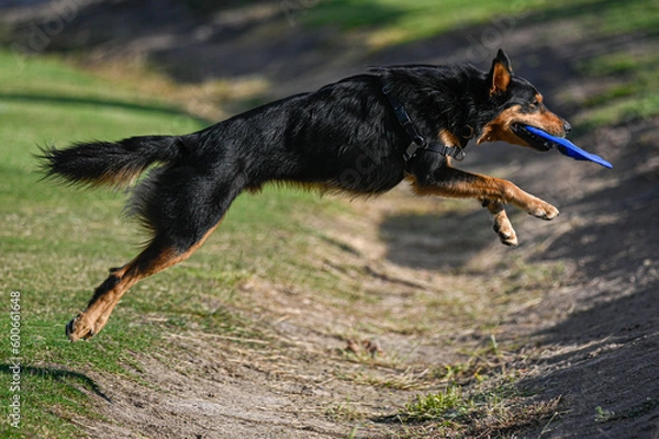 Obraz black dog jumping