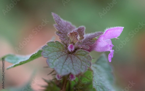 Obraz Red dead nettle