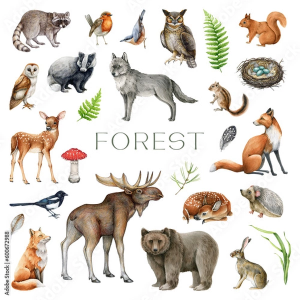 Obraz Forest animals, birds and natural element set. Watercolor illustration. Wildlife collection. Hand drawn painted wild forest animals, birds with nature elements set. Isolated on white background