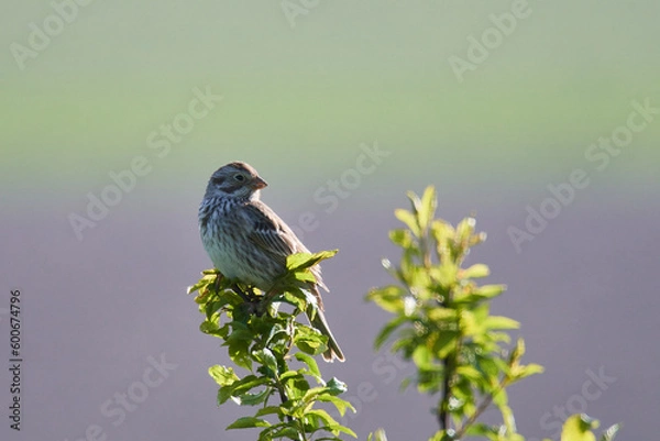 Fototapeta Grauammer auf einer Sitzwarte	

