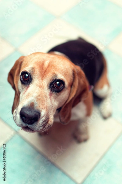 Obraz Sittin beagle looking to the camera