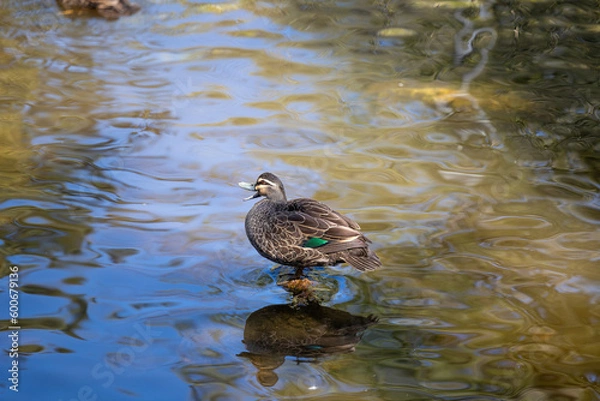 Obraz duck on the water
