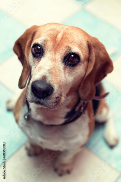 Obraz Sittin beagle looking to the camera