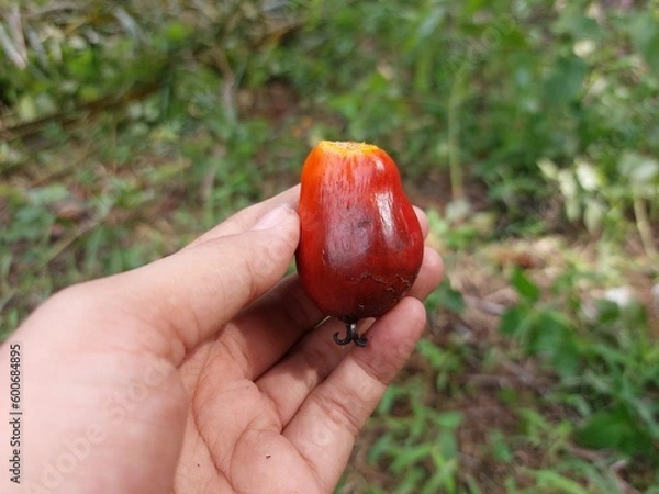 Fototapeta Palm Oil Fruit