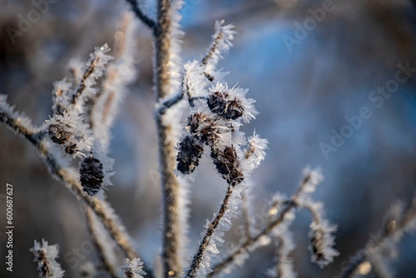 Obraz alder cones in hoarfrost in winter