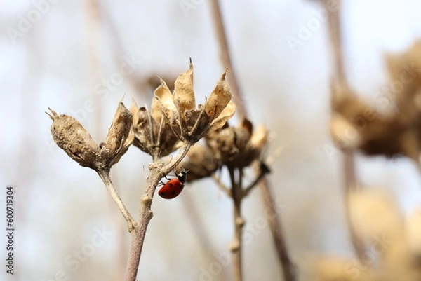 Fototapeta ladybug on a branch