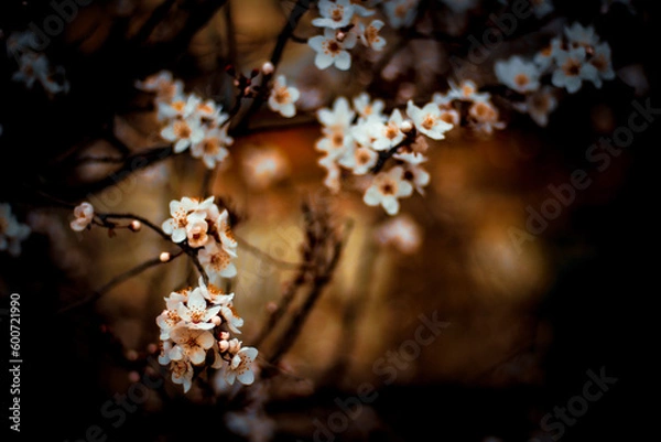 Obraz cherry blossom in spring