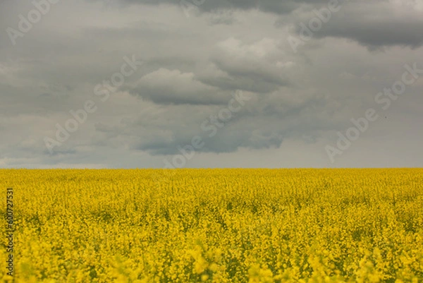 Fototapeta Rapeseed field with yellow. canola field in bloom in spring. Plant for green energy. Biofuel produced from rapeseed