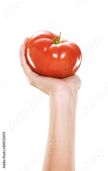 Fototapeta Female hand hold tomato isolated on transparent layered background.
