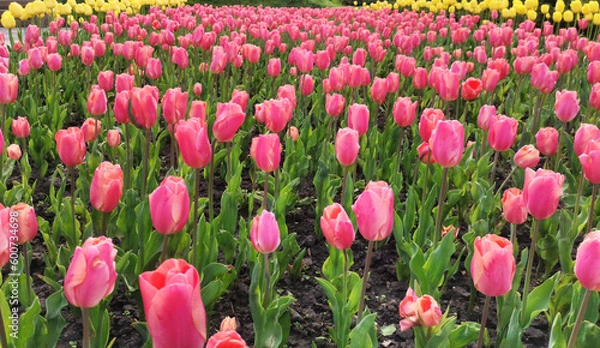 Fototapeta Candy pink tulip flowers on a spring day in park