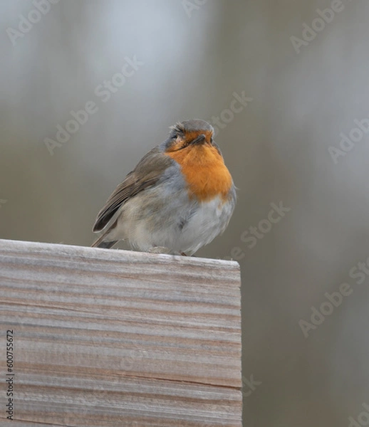 Obraz Robin, roodborstje
