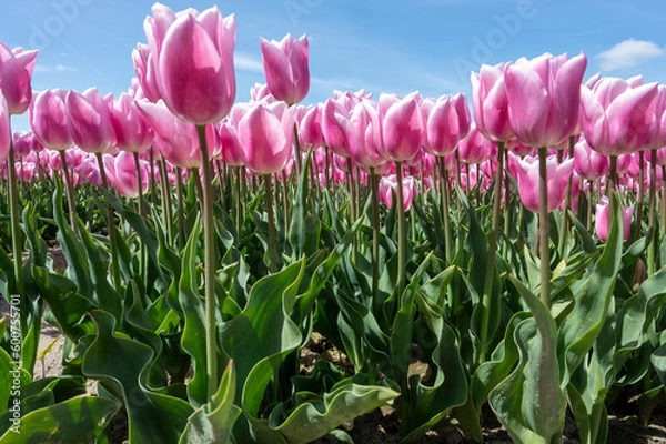 Obraz endless tulipfield
