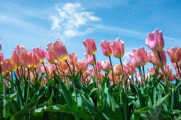 Obraz endless tulipfield