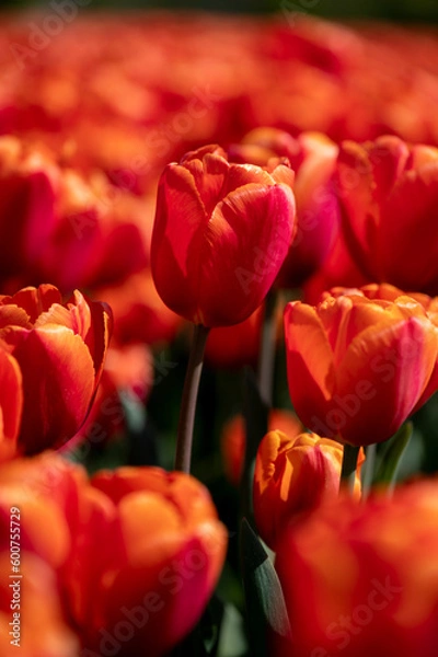 Obraz tulip standing out