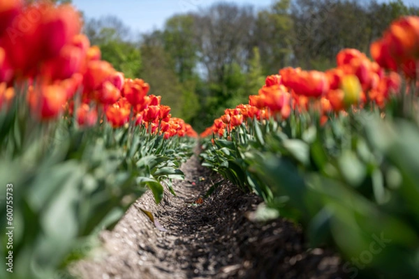 Obraz endless tulip field
