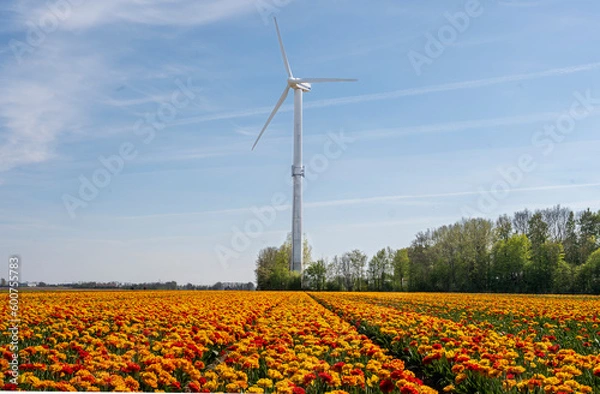 Obraz windmill and tulips