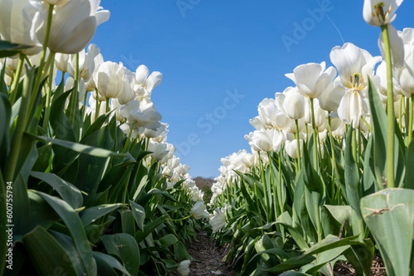Obraz endless tulipfield
