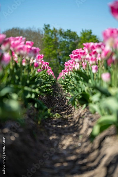 Obraz endless tulip field