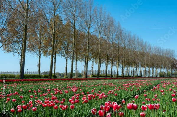 Obraz winding road with tulipfield