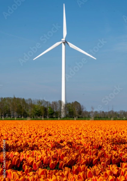 Obraz Windmill and orange tulips