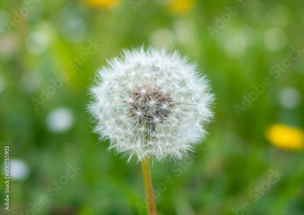 Obraz Dandelion