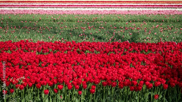 Obraz Dutch tulips