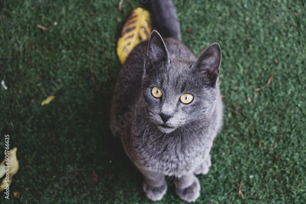 Obraz Russian blue cat looking straight into the camera