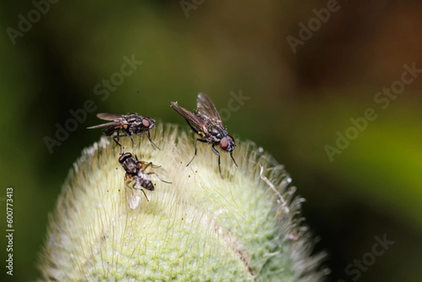 Obraz Flies on flower head
