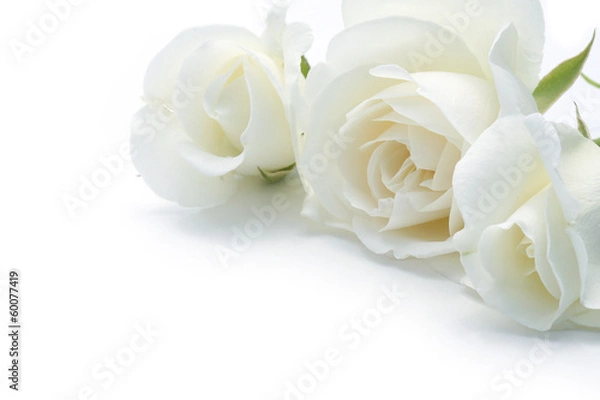 Obraz roses blanches