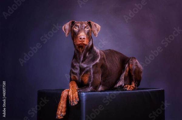 Fototapeta Dobermann im Studio