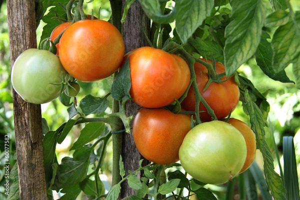 Obraz Tomates