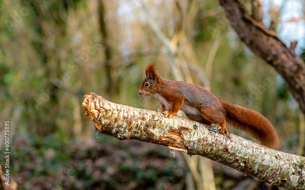 Obraz Red Squirrels at The Dingle Anglesey Wales