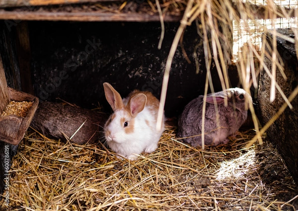 Fototapeta Rabbits in a mini zoo, in a cage, in animal pens. Livestock. Animal, close-up.