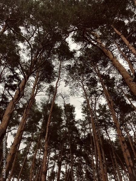 Obraz trees in the forest