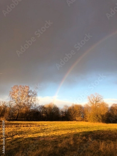 Obraz rainbow over the field