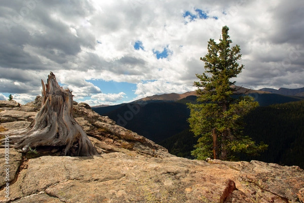 Obraz Wild pine tree posing with an elder twisted in it's past
