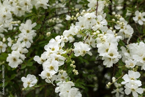 Obraz Blühende Prunkspiere (Exochorda, The Bride)