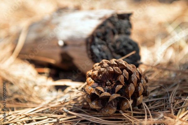 Obraz A slightly opened pine cone sitting on the forest floor 