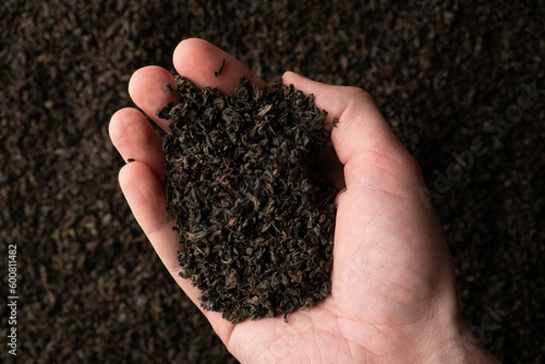Fototapeta Hands taking a handful of fanning or broken loose leaf black tea and examining it in detail. Close up, top view