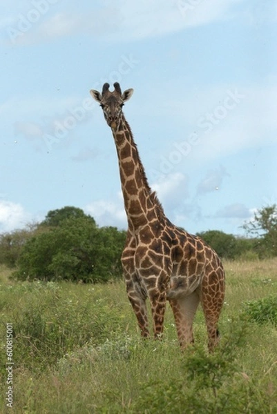 Obraz giraffe in the serengeti