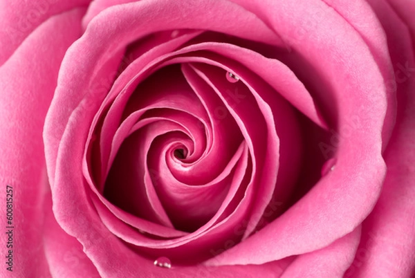 Fototapeta Pink rose with few drops of water.