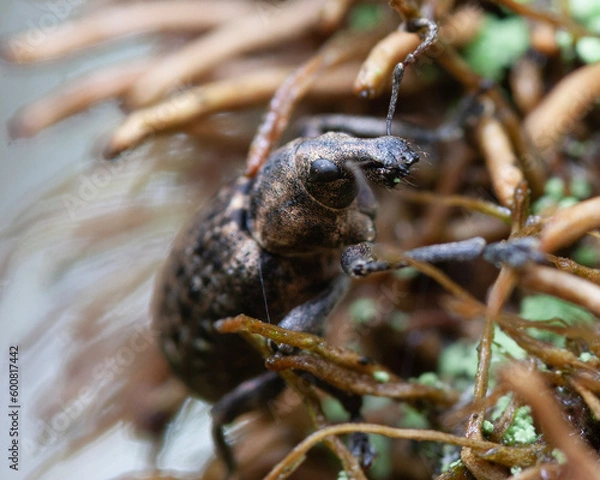 Obraz Weevil