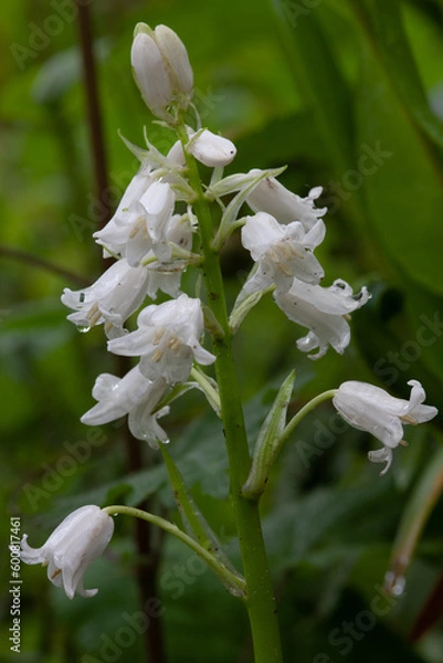 Obraz Rare white blue bell