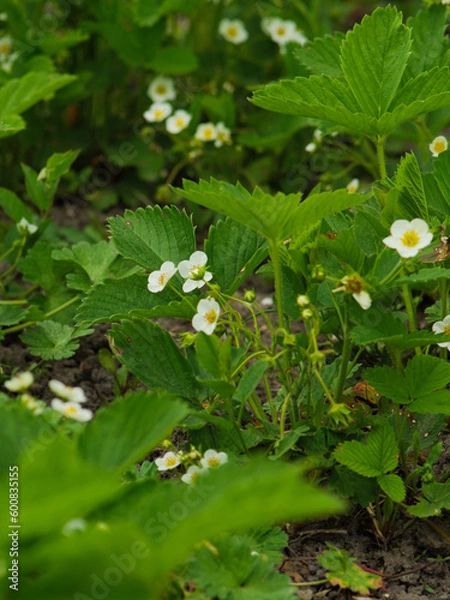 Obraz strawberry blossom on the garden bed, white strawberry flowers on a green background, growing strawberries in the garden