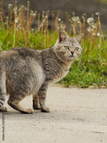 Obraz cat in the garden among dandelions. cat on a walk among the grass. gray domestic cat