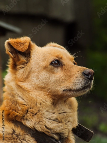 Obraz portrait of a dog, golden dog. Domestic dog with a sad look
