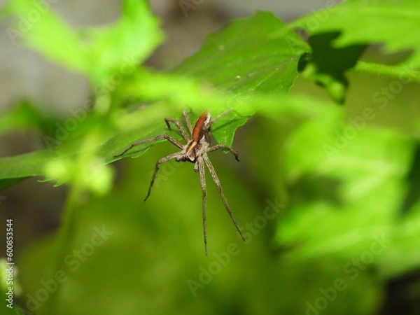 Obraz araignée, nature, toile, insecte, herbe