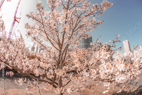 Obraz 高島水際線公園の桜とオフィスビル